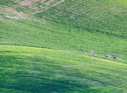 green fields