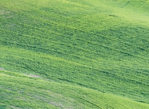 green field